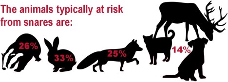 animals at risk