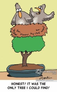 'Honest! It was the only tree I could find!'