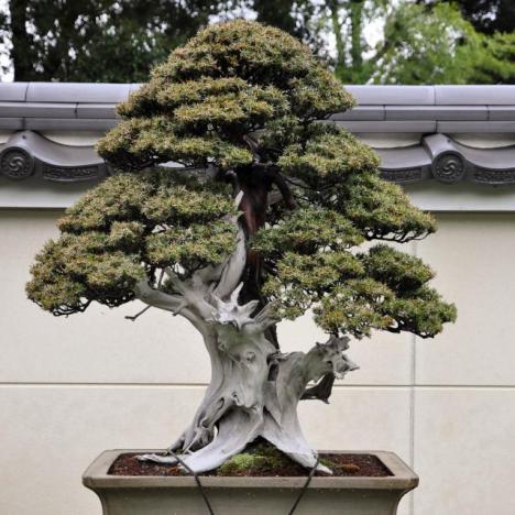 bonsai post