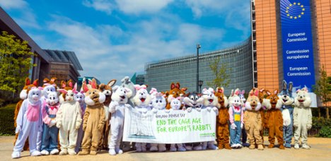 ciwf rabbit petition