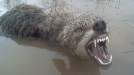 drowning wolf