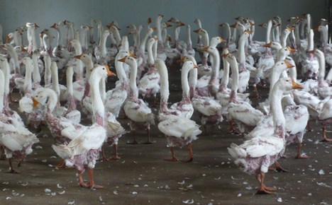 Geese after feathers plucked for down at a feather farm in China.