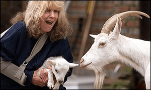 carla feeds goats