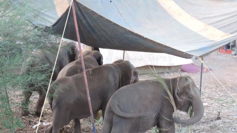 elephants back to circus