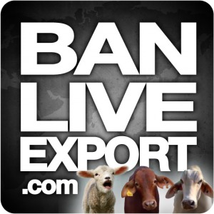 live export