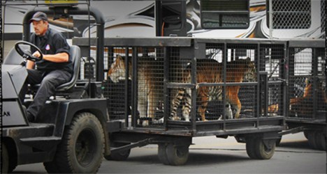 Tigers-in-Cage