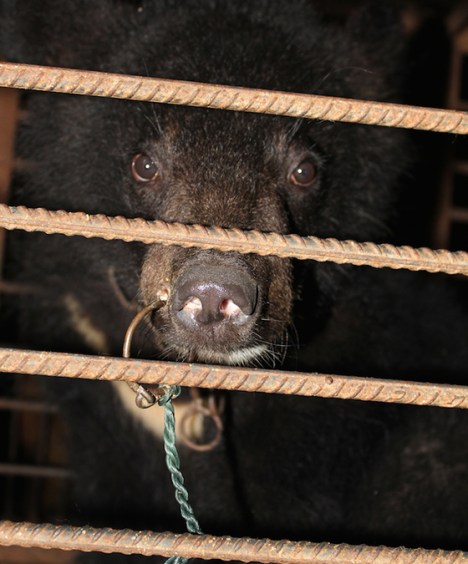 This caged bear’s snout was pierced by a metal ring, which was used to lead her around. This procedure is frequently performed without pain medication.