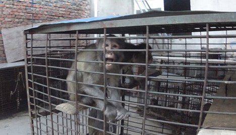 Chinese-Circus monkey