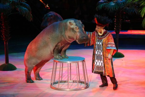 circus hippo 2