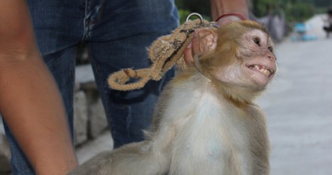 Xiaohua struggled against her trainer as he tossed her around and pulled on the rope around her neck.