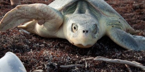 loggerhead turtle 2