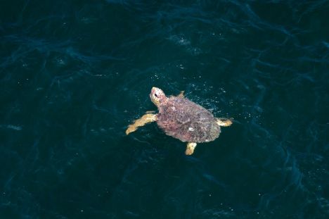 loggerhead turtle