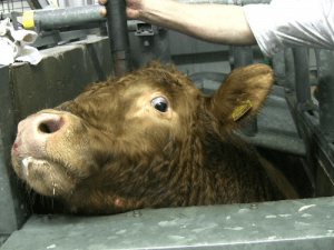 Slaughterhouse petition