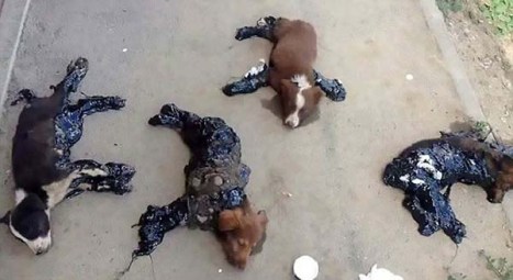 tar puppies
