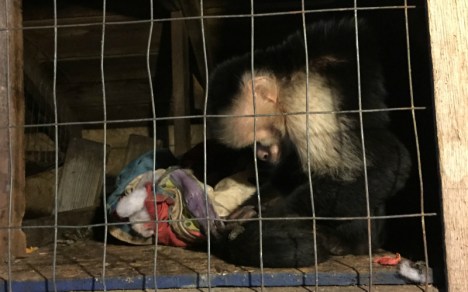 Tri-state_zoo_monkey