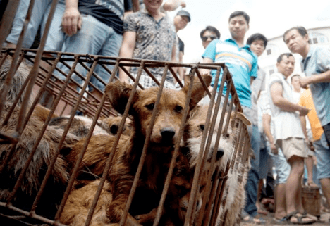 yulin 16 4