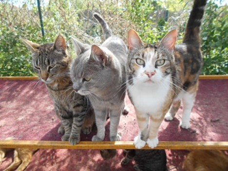 felix appeal june 15