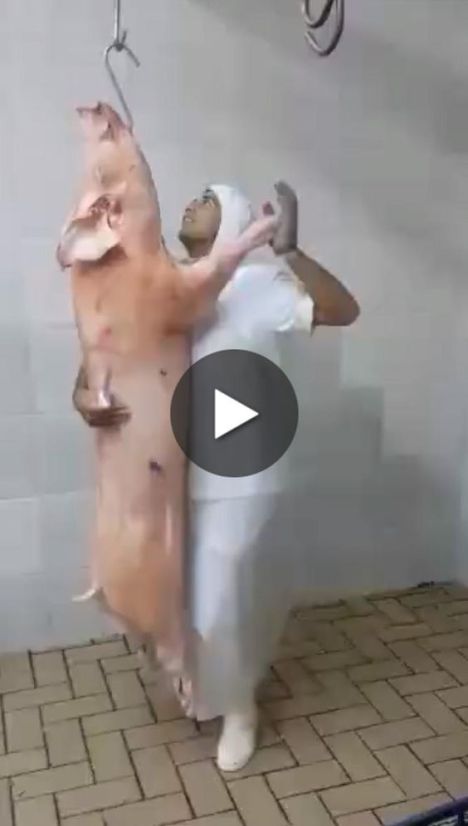 slaughterhouse dancing