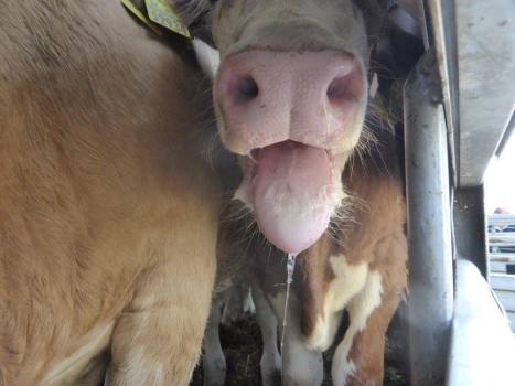 1074791_944847358931089_2464695890687572665_o (2)