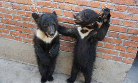 Bear cubs were chained to a brick wall and forced to stand upright, putting them at risk of choking or hanging.