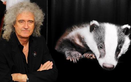 brian-may-badgers
