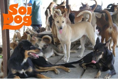 soi dogs 4