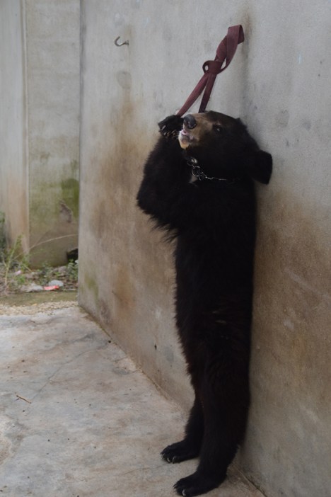chinese-circus-bear-2