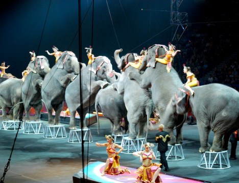 circus-elephants-standing