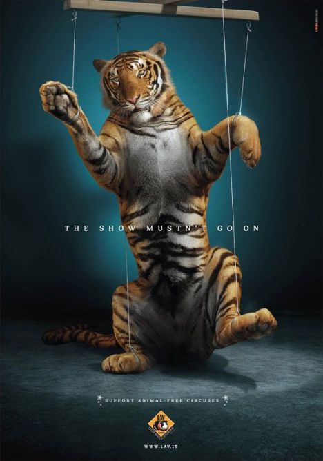 circus-tiger-show