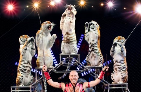 circus-tigers