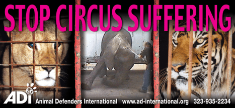 circusstop-suffering