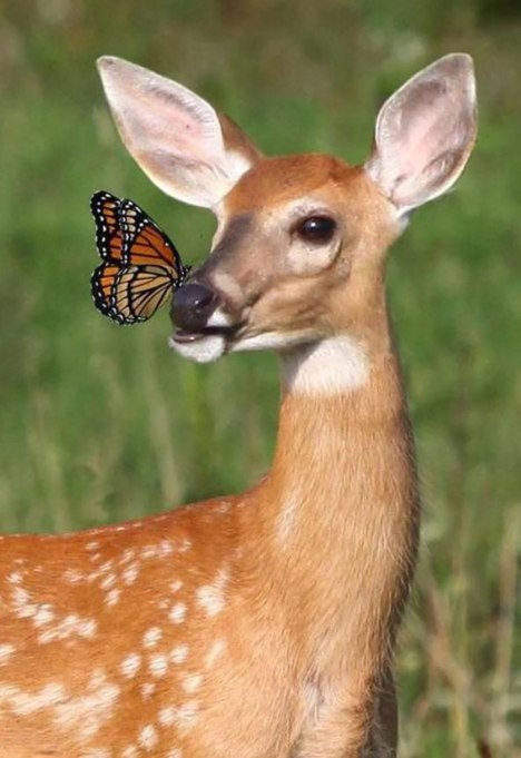 deer-butterfly