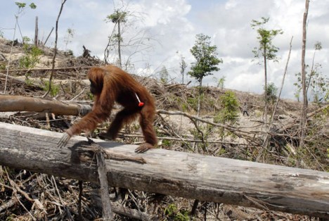 This handout image taken on November 19, 2007 shows an orangutan with an injection dart in his side - given to make him sleep before rangers relocate him to another place on Borneo island. In the middle of Borneo island, the struggle against the deforestation is lead by Yayasan Orangutan Indonesia (Yayorin) who convinces indigenous people not to sell their lands to palm oil companies, which is vital to the orangutan. At the end of 2008, more than 15,000 hectares of the community forest in Central Kalimantan have been sold for palm oil plantations threatening the livelihood of 2,500 people. RESTRICTED TO EDITORIAL USE GETTY OUT AFP PHOTO/HO/CENTER FOR ORANGUTAN PROTECTION (Photo credit should read AFP/AFP/Getty Images)