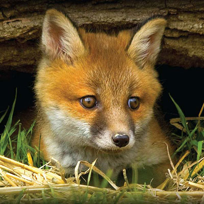 fox-cub-looking