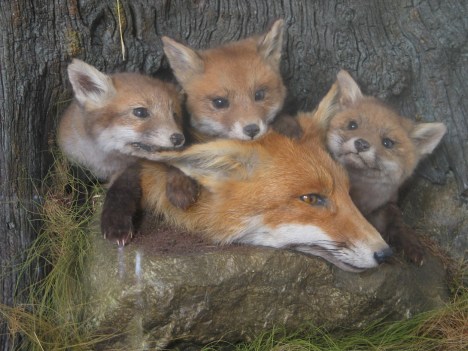 fox-with-cubs-1