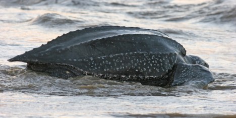 leatherback