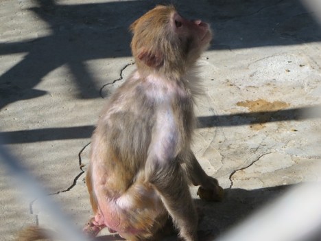 Despite 23 reports to staff that Loretta had facial cuts and widespread hair loss, she was kept caged for more than 22 weeks with the other stressed monkeys who attacked her.