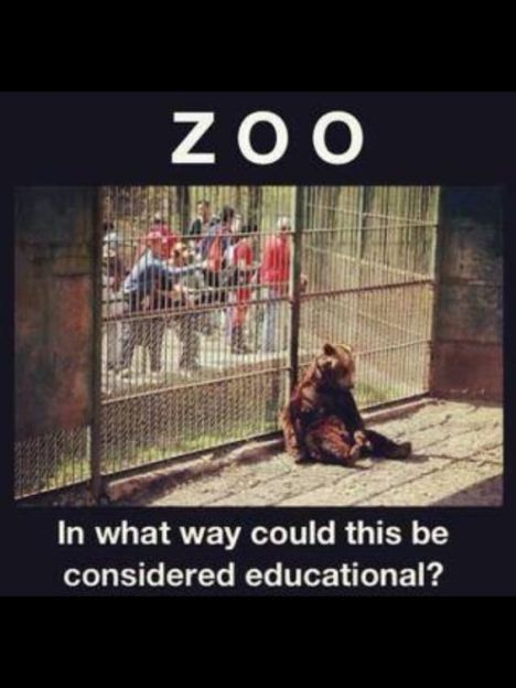 zoo-education