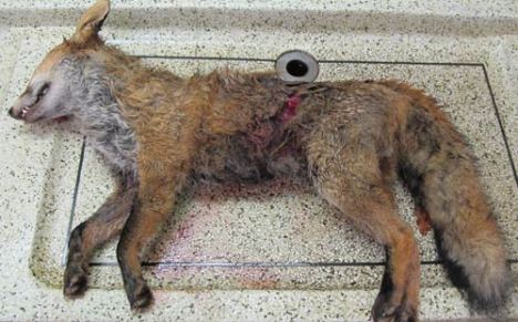 fox-post-mortem-onekind