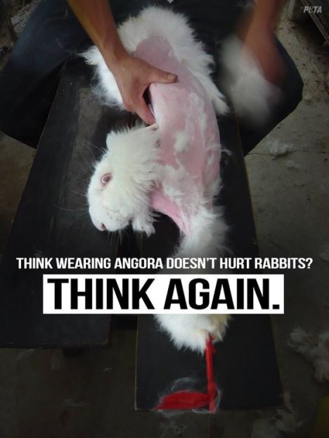 angora
