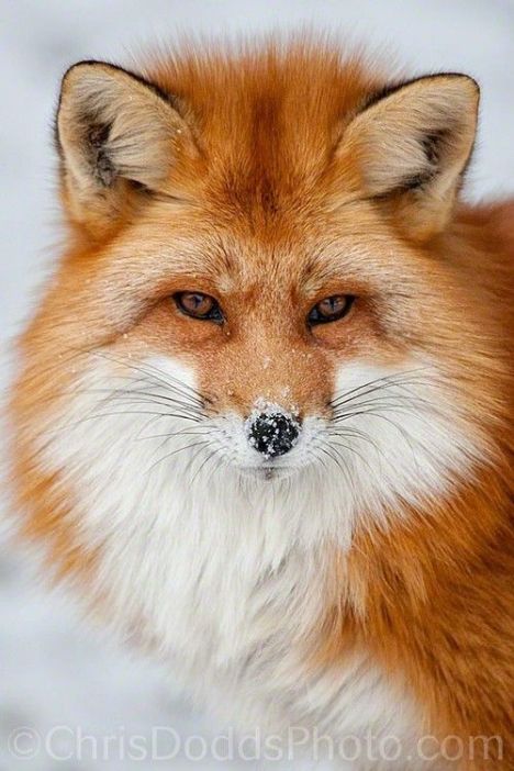 fox-close-up