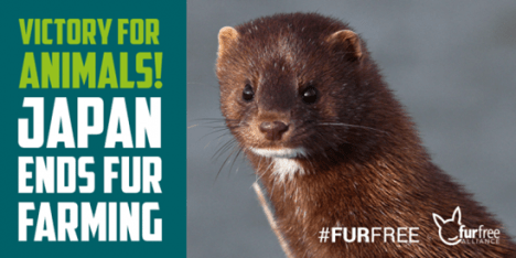 mink-end-japan