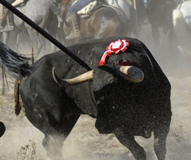 Torneo del toro de Vega, en Tordesillas Valladolid.Toro:PLatanito. 14 septiembre 2010. Foto: PACMA HANDOUT/RESTRICTED TO EDITORIAL USE / NO SALES/ NO ARCHIVES