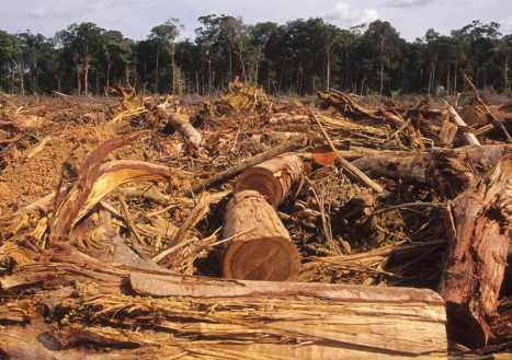 amazon destruction 4