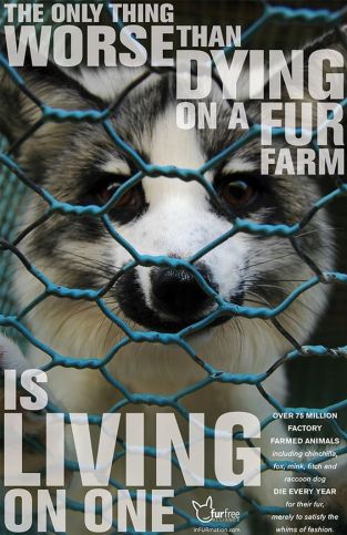 fur farm.jpg