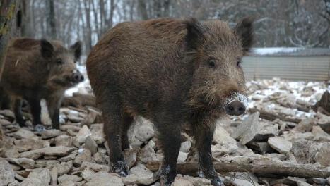 boar france.jpg