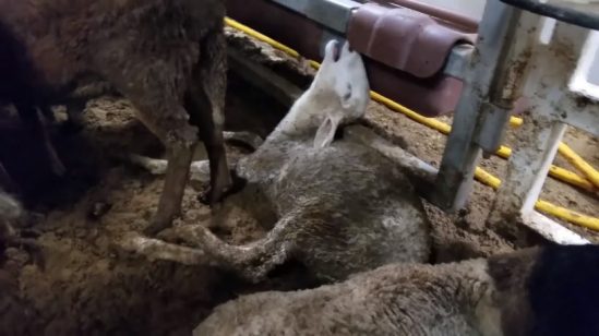 -60-Minutes-Live-Export-schafen 816x459