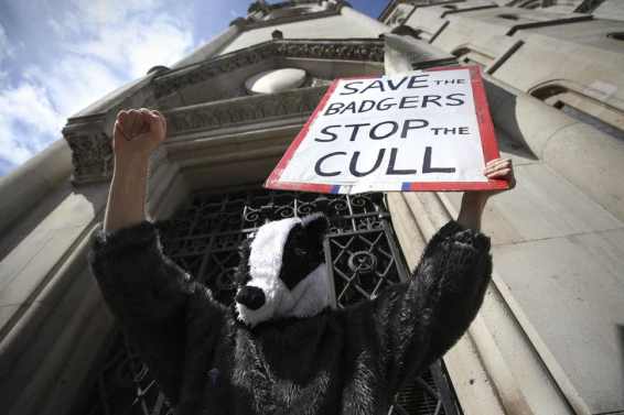 Badger cull protest