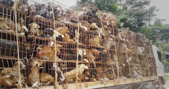Image result for yulin dog meat festival