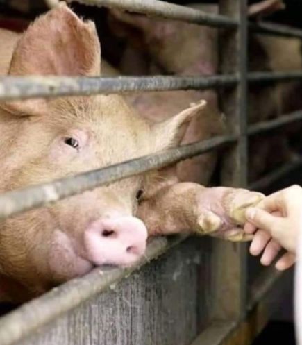 schwein gibt die Pfote jpg